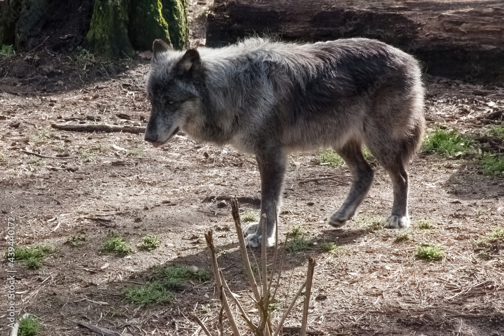 Grey wolf outdoors