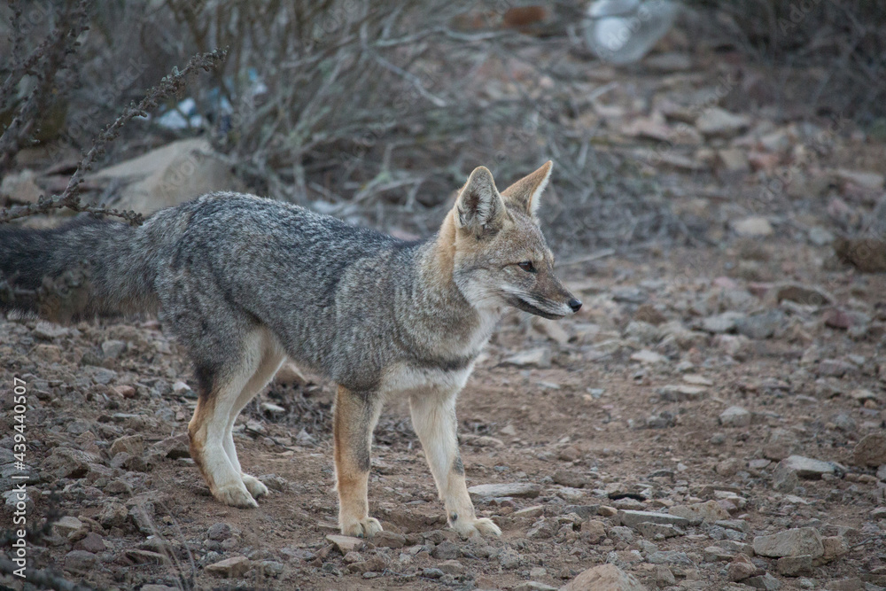 Zorro Chilla en hábitat natural, cerro chile coquimbo.
 contaminado