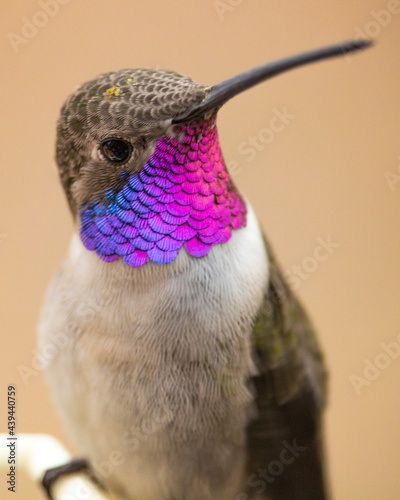 Hummingbird in a bench close up green
Picaflor chico, Picaflor del Norte de Chile