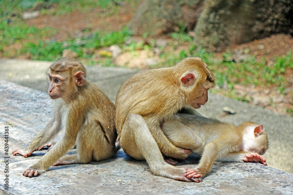 Fototapeta premium The southern pig-tailed macaque (Macaca nemestrina) in nature of tropical forest in Phuket Thailand. Young macaque monkey. Selective focus, blurred background