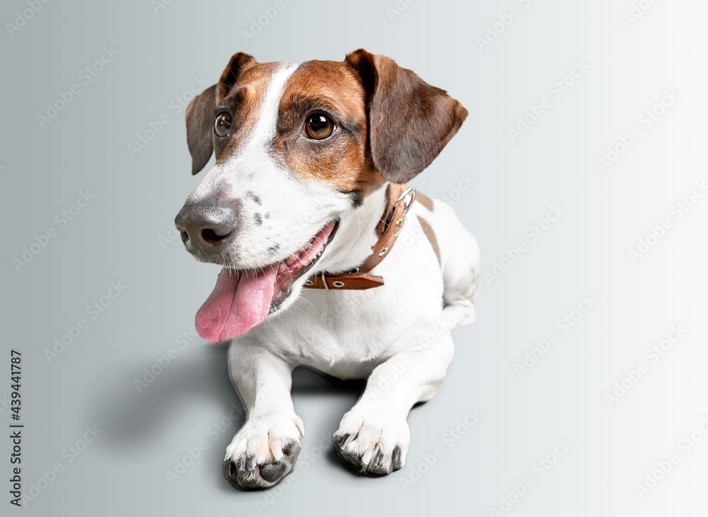 Little cute dog playing on white studio background