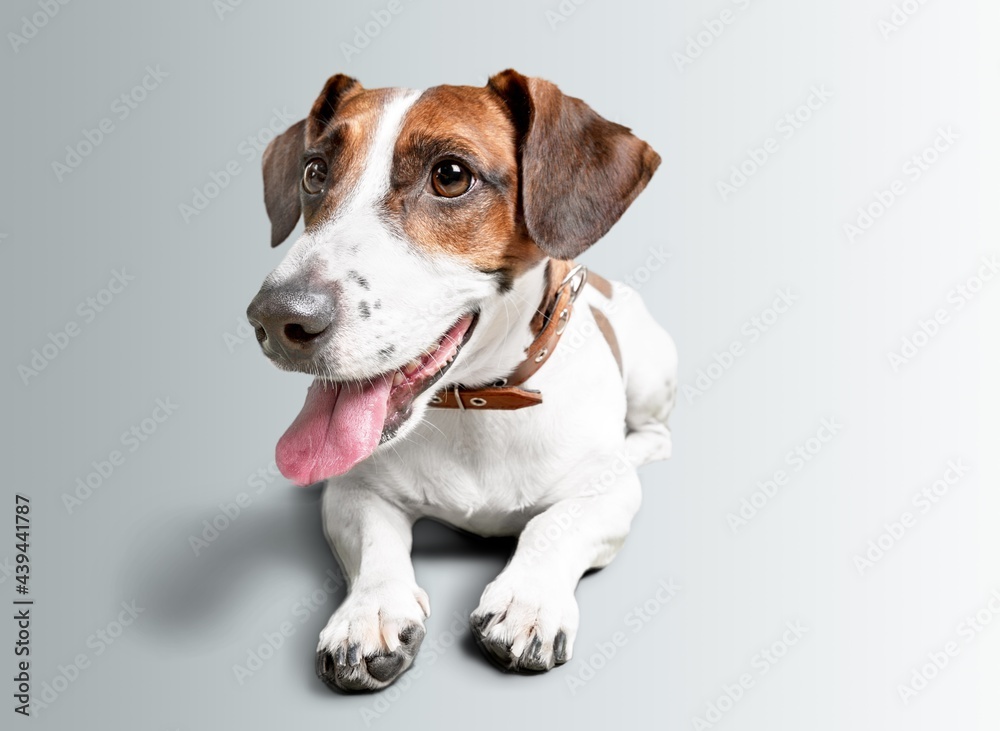 Little cute dog playing on white studio background Little cute dog playing on white studio background