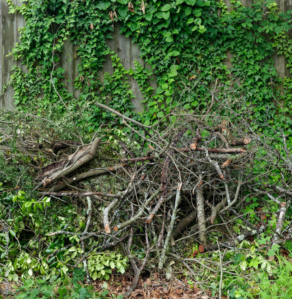 Camouflaged pile of garden and tree compost heaped against fence crawling with vines. Camouflaged pile of garden and tree compost heaped against fence crawling with vines.