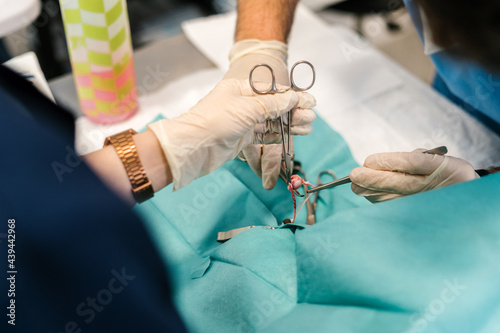 Veterinarian neutering a cat