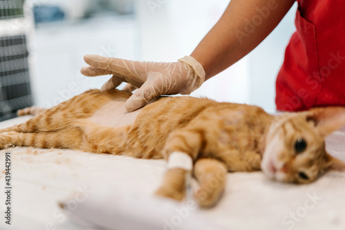 Hans with glove of a veterinarian on a cat asleep from anaesthesia