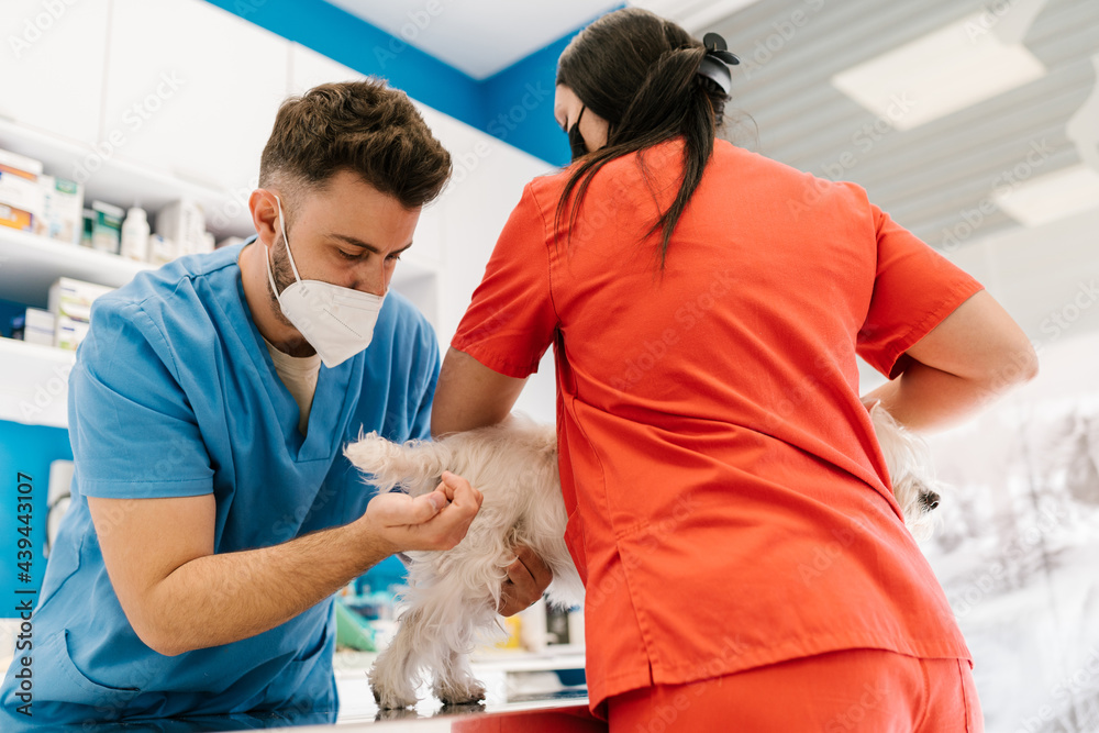 Veterinary team vaccinating a dog in a clinic Veterinary team vaccinating a dog in a clinic