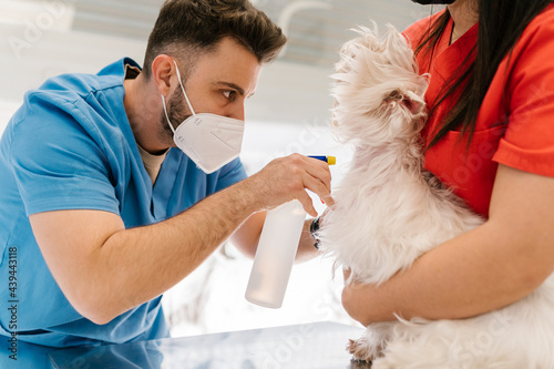 Veterinary cleaning the vaccinated neck of a dog photo