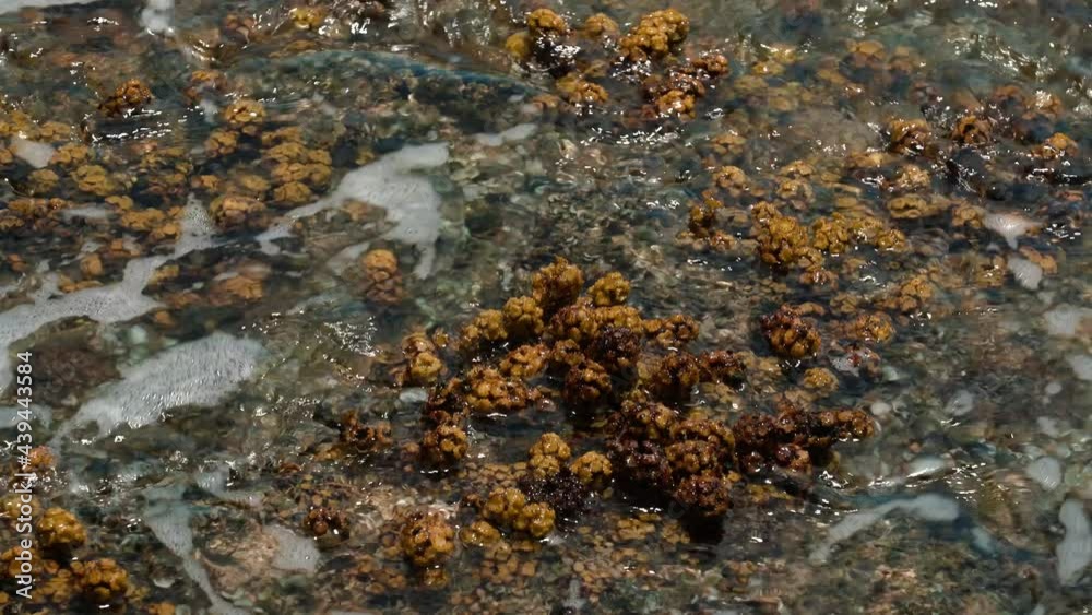 Turbinaria ornata. Padina sanctae-crucis. Seaweed, or macroalgae, refers to thousands of species of macroscopic, multicellular, marine algae. Tide pool, Diamond Head Beach Park,Honolulu, Oahu, Hawaii Turbinaria ornata. Padina sanctae-crucis. Seaweed, or macroalgae, refers to thousands of species of macroscopic, multicellular, marine algae. Tide pool, Diamond Head Beach Park,Honolulu, Oahu, Hawaii