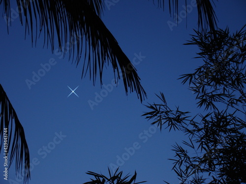 palm tree and bamboo tree silhouette at night