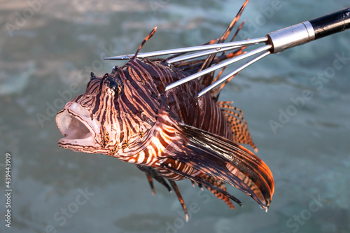 A large dead orange-maroon lionfish, a coral reef invasive species that is destroying ecosystems in the Caribbean sea, impaled by a silver and black spear tip held by a fisherman out of the water. photo