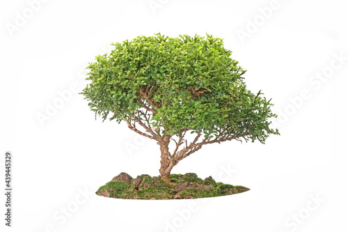 Big green tree isolated on white background. Tropical plant  green tree use for garden  landscape and architecture design  advertisement design