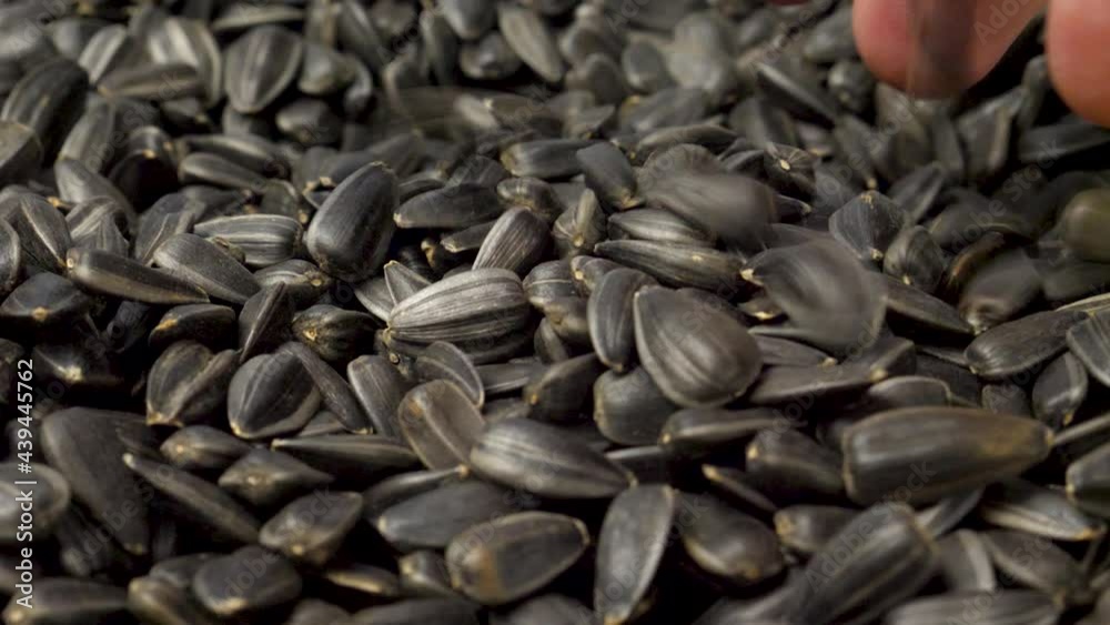 Farmer's hand examines black sunflower seeds. Farmer's market. Grains during harvest Farmer's hand examines black sunflower seeds. Farmer's market. Grains during harvest