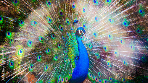 peacock bird close - up in nature