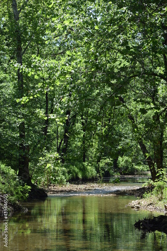 Creek that runs through a forest
