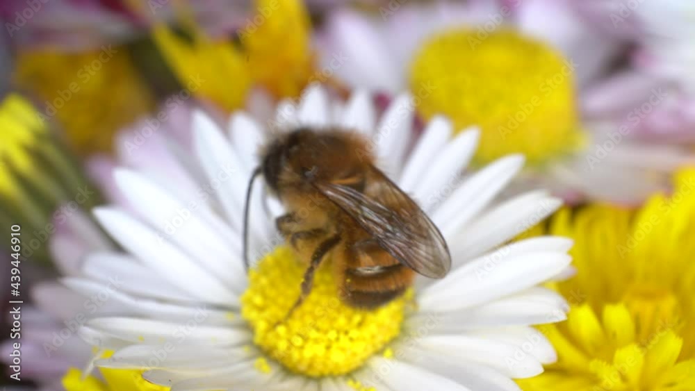 Male Osmia Bicornis bee foraging for pollen on a daisy flower, macro Male Osmia Bicornis bee foraging for pollen on a daisy flower, macro