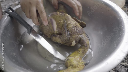Chicken for Harsa Kasathei chutney is butchered in Manipuri outdoors photo