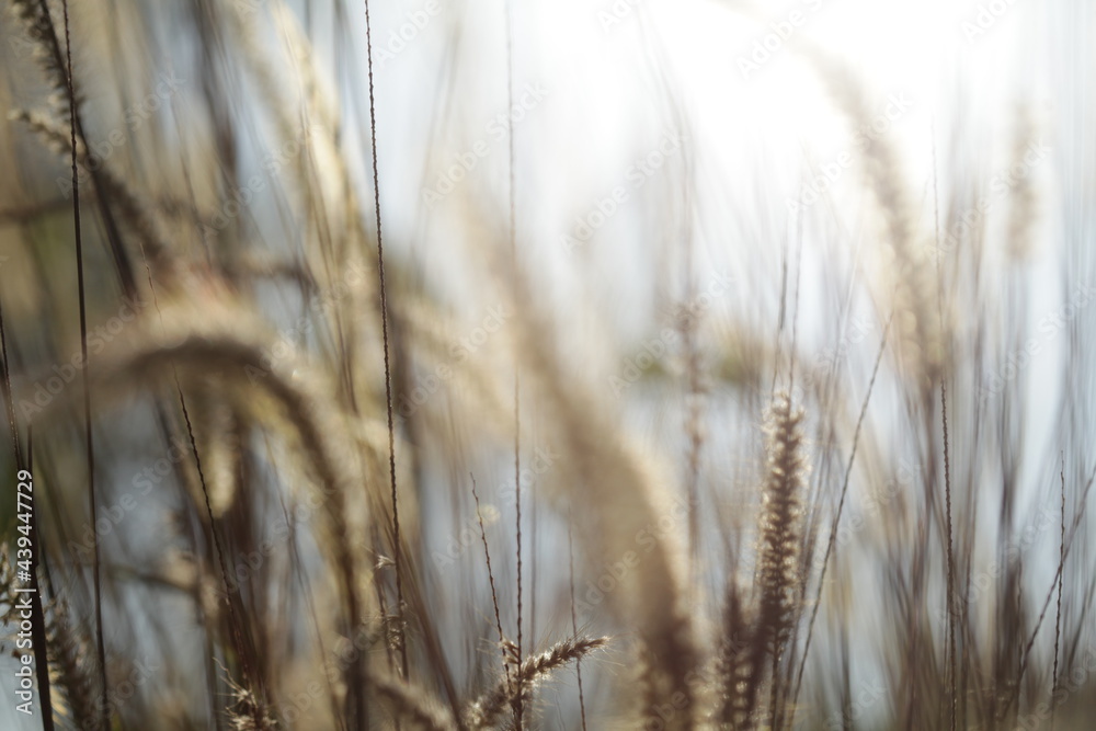 Bokeh form beauty Light in Morning Day Bokeh form beauty Light in Morning Day