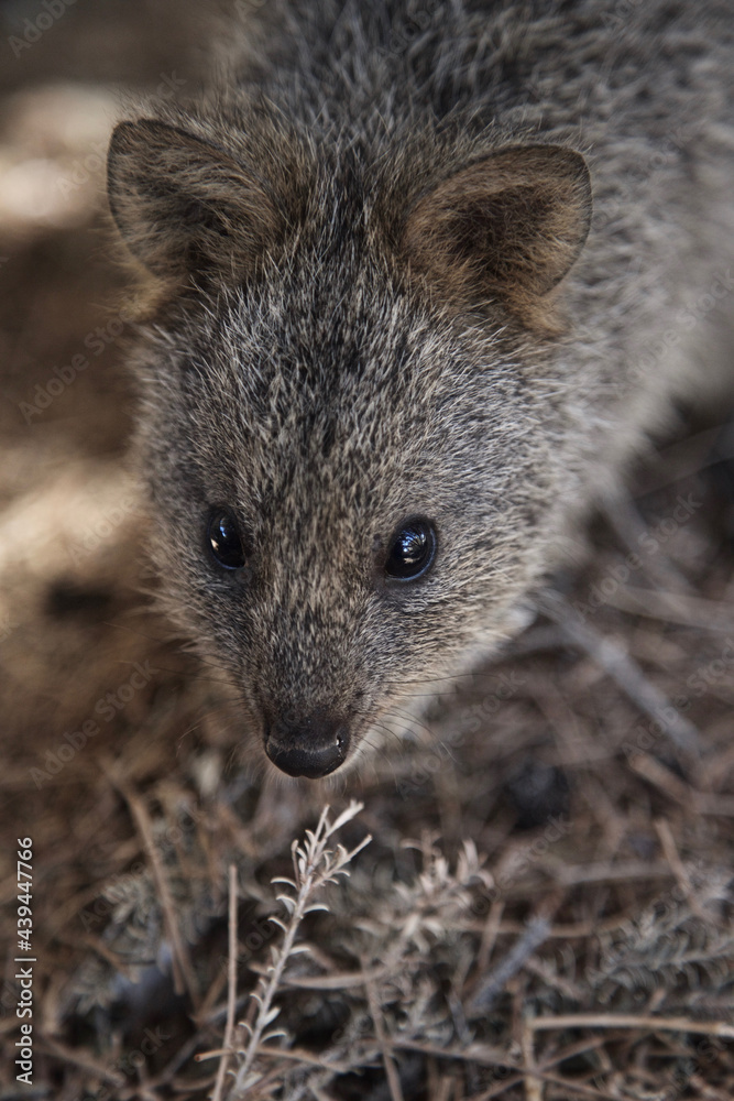 Adorable Quokkas on Rottnest Island, Western Australia Adorable Quokkas on Rottnest Island, Western Australia