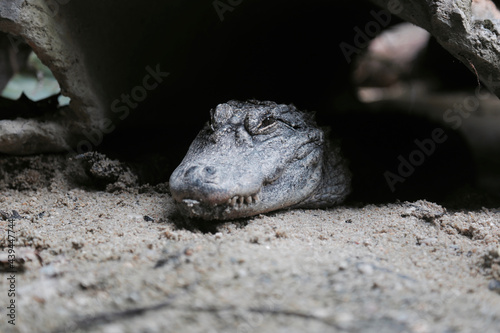 Caiman Crocodilian in the jungle photo