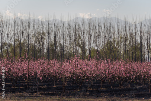 Vineyard in Mendoza, Argentina photo