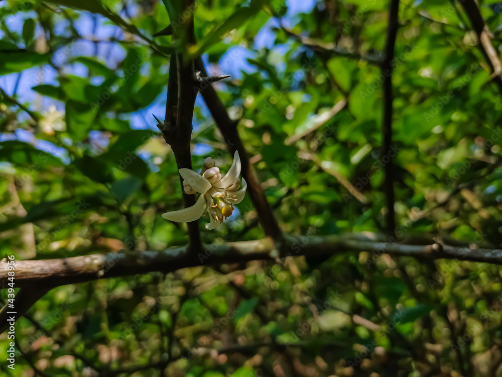 The lemon (Citrus limon) is a species of small evergreen tree in the flowering plant family Rutaceae, native to South Asia, primarily Northeast India. The lemon (Citrus limon) is a species of small evergreen tree in the flowering plant family Rutaceae, native to South Asia, primarily Northeast India.