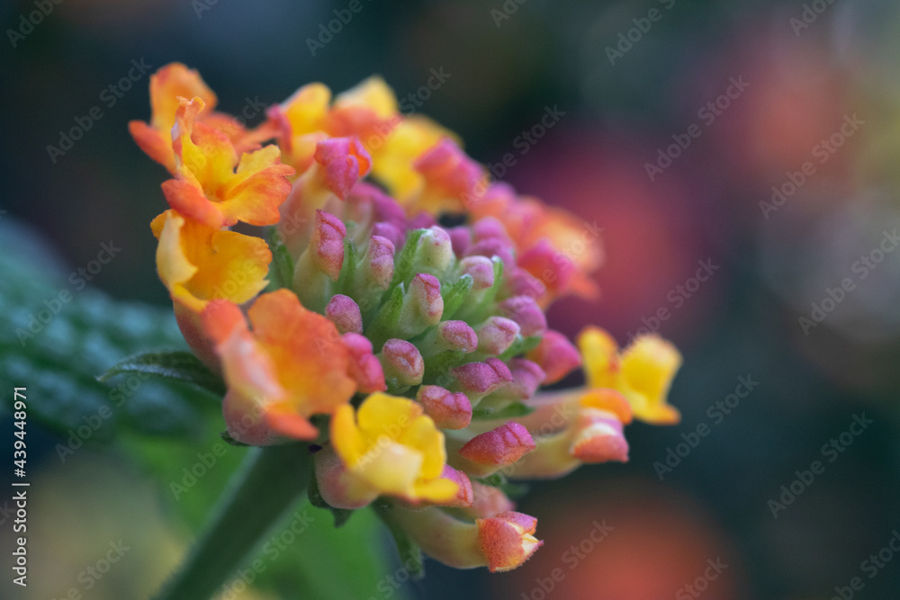 Flor Tropical