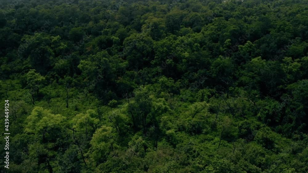 Flying above rainforest Flying above rainforest