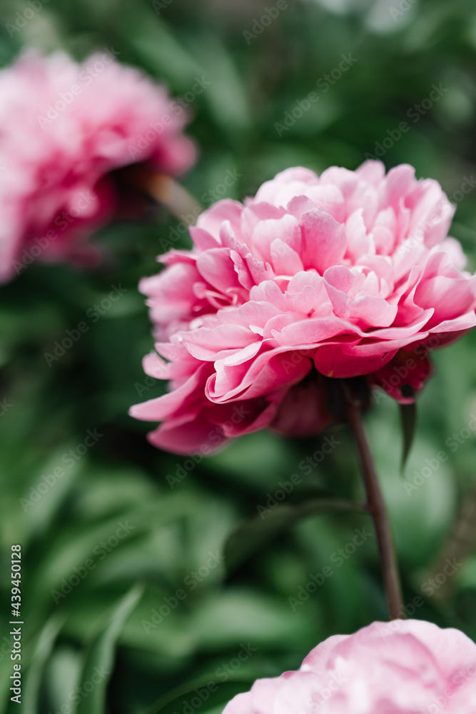 depth of field Bud of pink wet peony in water drops ona green stalk in the garden. growing flowers, taking care of plants, selective focus depth of field Bud of pink wet peony in water drops ona green stalk in the garden. growing flowers, taking care of plants, selective focus