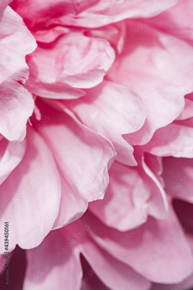 blurry abstraction of petals of pink delicate fragile peony flower. vertical flower content, background, texture for templates. selective focus, depth of field