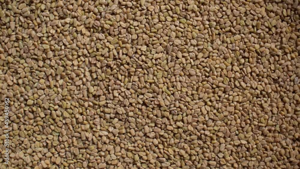 Raw whole dried Fenugreek seeds