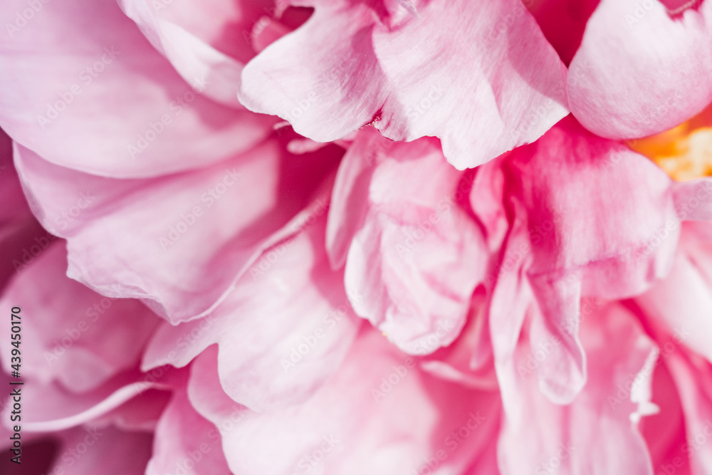 blurry abstraction of petals of pink delicate fragile peony flower. flower content, background, texture for templates. selective focus, depth of field blurry abstraction of petals of pink delicate fragile peony flower. flower content, background, texture for templates. selective focus, depth of field