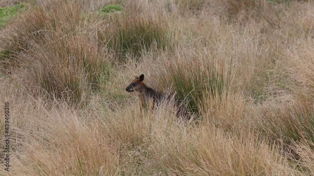 Wallaby disappearing - Victoria, Australia Wallaby disappearing - Victoria, Australia