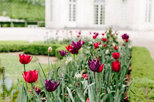 Red and purple tulips in a field in Paris