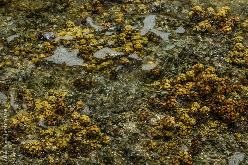 Turbinaria ornata. Padina sanctae-crucis. Seaweed, or macroalgae, refers to thousands of species of macroscopic, multicellular, marine algae. Tide pool, Diamond Head Beach Park,Honolulu, Oahu, Hawaii © youli