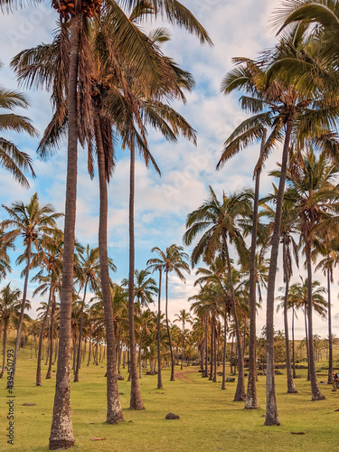 Φωτογραφία Easter Island's palm trees sky high on a summer day