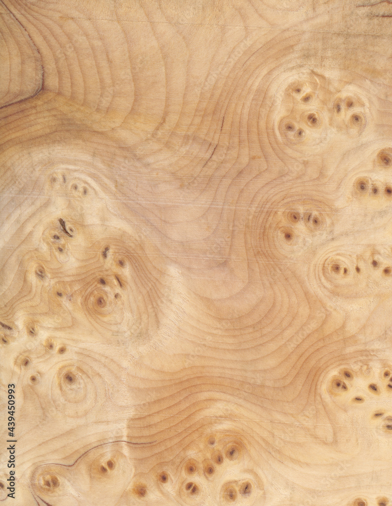 Macro photo of wood cross section Wood grain texture background Macro photo of wood cross section Wood grain texture background