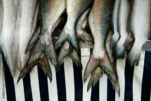 Fish photo