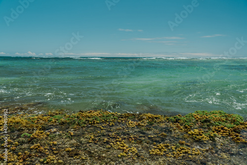 Turbinaria ornata. Padina sanctae-crucis. Seaweed, or macroalgae, refers to thousands of species of macroscopic, multicellular, marine algae. Tide pool, Diamond Head Beach Park,Honolulu, Oahu, Hawaii photo