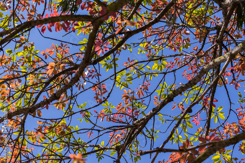 autumn leaves on blue sky