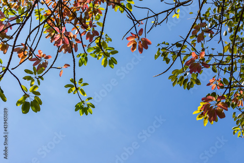autumn leaves on blue sky