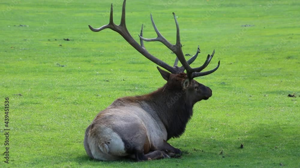 Male Elk - Colorado, Estes Park Male Elk - Colorado, Estes Park