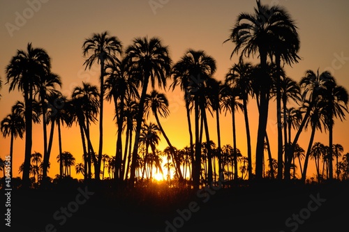 Cae el sol entre las palmas