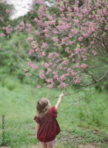 Redbuds in Spring photo