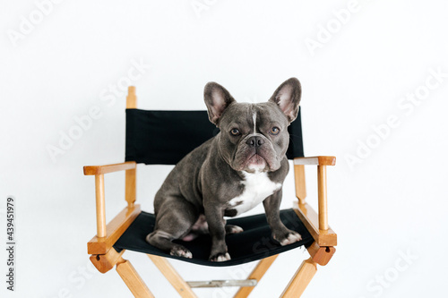 Adorable french bulldog sitting on a chair photo