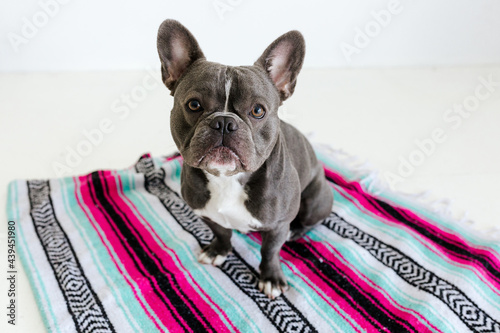 Adorable french bulldog sitting on a blanket photo