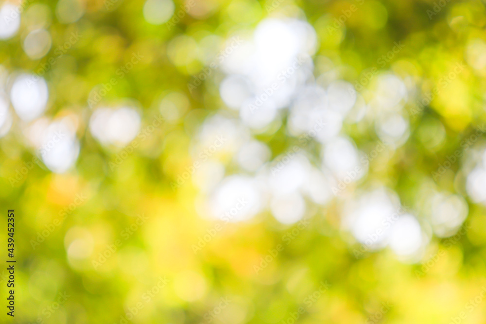 Nature Green leafy abstract bokeh light background blur