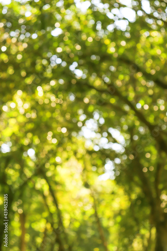 Nature Green leafy abstract bokeh light background blur © Sawout