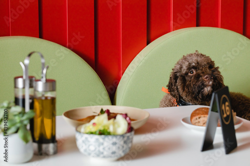 Puppy Of Dog Breed Lagotto Romagnolo In Pet Friendly Restaurant. photo