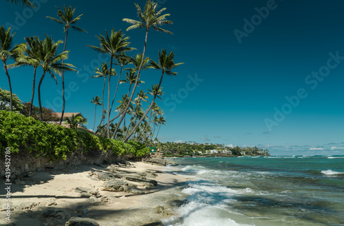 The coconut tree (Cocos nucifera) is a member of the palm tree family (Arecaceae) and the only living species of the genus Cocos. Cromwell's Beach, Honolulu, Oahu, Hawaii