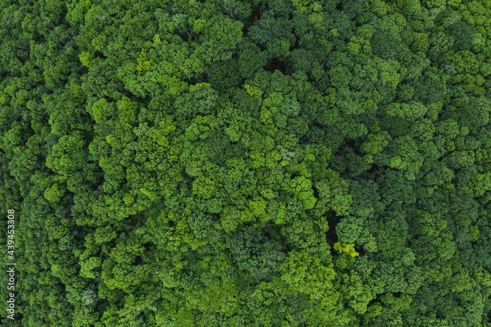 Greenery And Nature